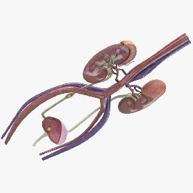 3D Female Urinary Tract